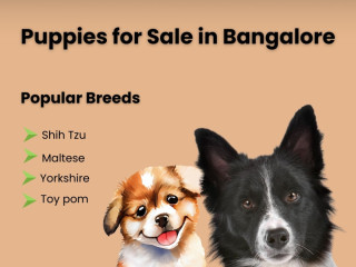 Healthy & Ethical Puppies for Sale in Bangalore  Find Your Perfect Companion with Aubree